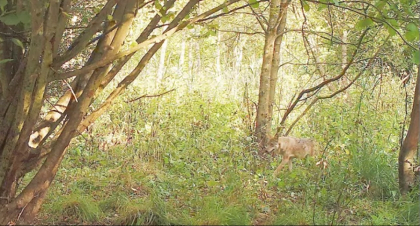Wilk sfotografowany w okolicach Kcyni przez fotopułapkę fot. Jerzy Napierała