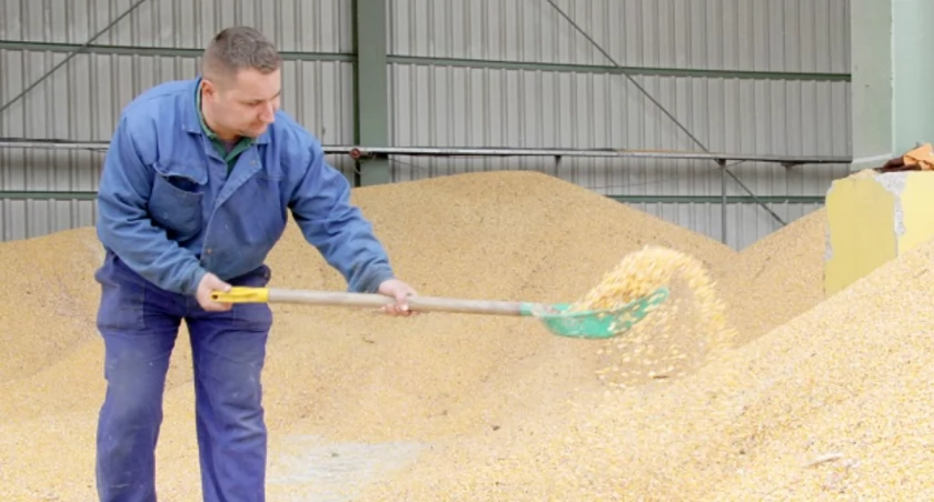 W punkcie skupu w firmie Magnum w Żninie przy ul. Aliantów dziennie przyjmowanych jest 300-400 ton kukurydzy. Na zdjęciu Łukasz Ertman przesypuje ziarno fot. Remigiusz Konieczka