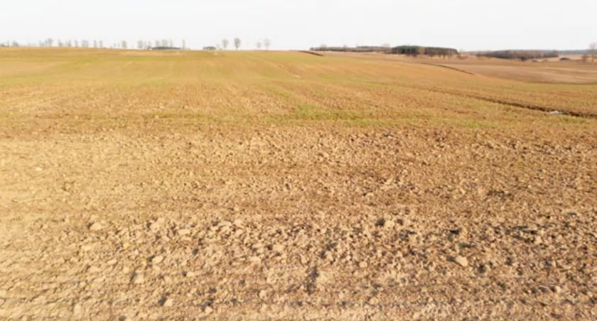 Tak wygląda pole pszenicy w Barcinie Wsi. Niewielkie zielone fragmenty to połacie pszenicy, która nie uległa mrozom. Zaorać i obsiać nowym materiałem siewnym trzeba jednak całe pole. fot. Karol Gapiński