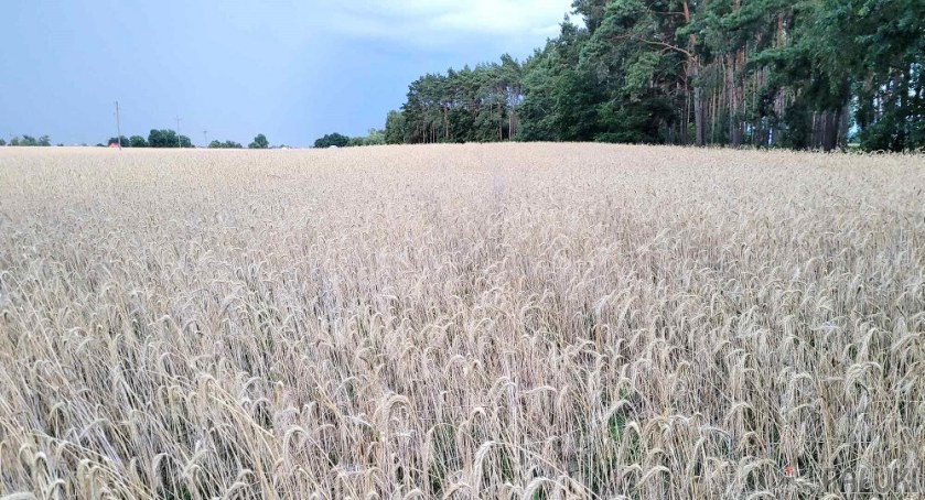 Żyto dotknięte suszą w okolicach Kani 26 lipca 2023 fot. Karol Gapiński