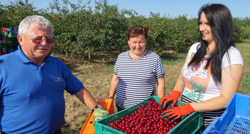 Od lewej: Tadeusz i Małgorzata Mańkowscy oraz ich córka Kasia Walczak przy jednej z ostatnich skrzynek z tegoroczną łutówką z ich sadu w Aleksandrowie fot. Karol Gapiński