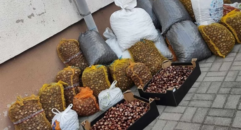 Zebrane 1.384 kg kasztanów   fot. Ewa Hałas