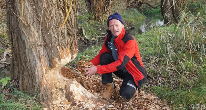 Rafał Dreżewski przy najświeższym śladzie działalności bobrów w Barcinie fot. Karol Gapiński