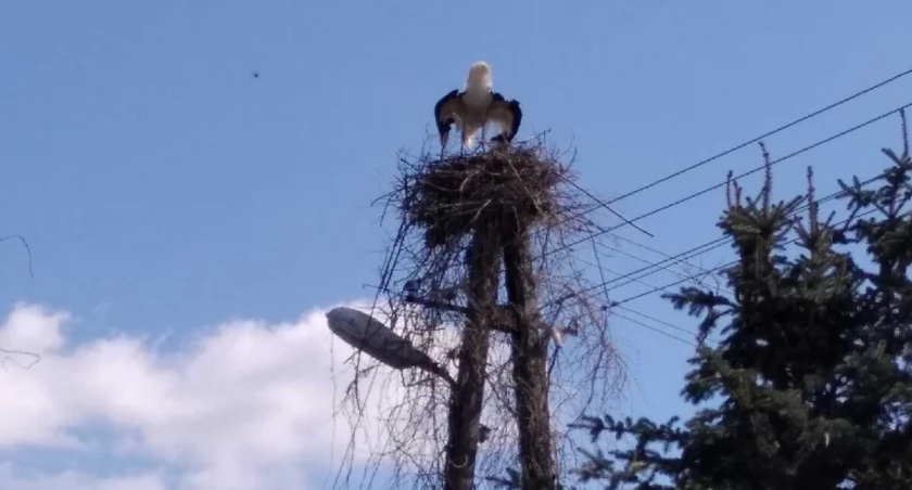 Gniazdo było liche i niestabilne. Gdyby zainstalować tam platformę, bociany miałyby dogodne warunki do zbudowania solidnego gniazda. fot. Zbigniew Głowski