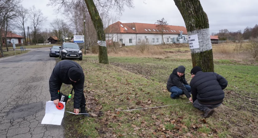 W lutym pracownicy RDOŚ w Bydgoszczy dokonali wizji lokalnej w terenie. Znaleźli gniazda ptaków na trzech drzewach. fot. Justyna Kulpińska