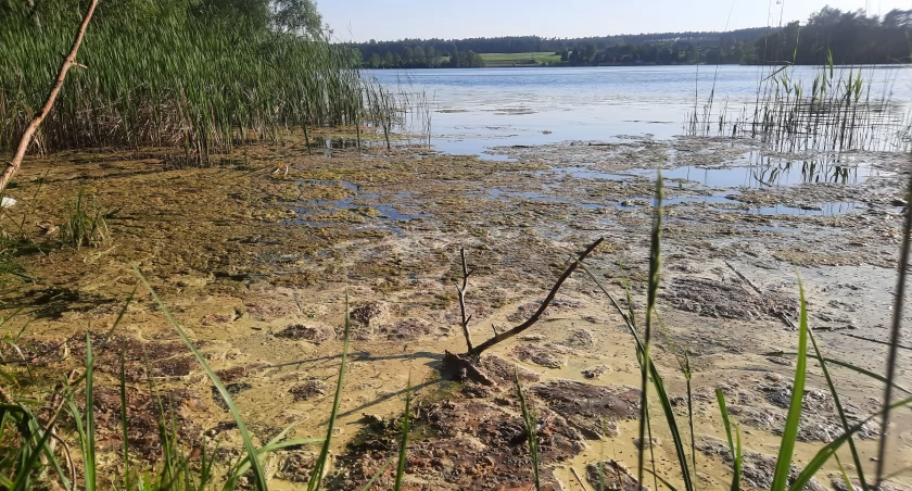 Brzeg Jeziora Pniewskiego (w okolicach plaży) pokrywa widoczny na zdjęciu kożuch o nieprzyjemnym zapachu fot. Justyna Kulpińska