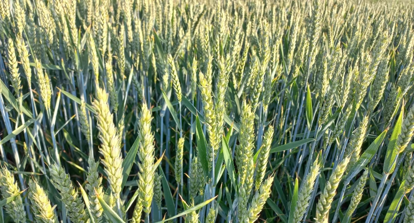 fot. Mirosława Roszak