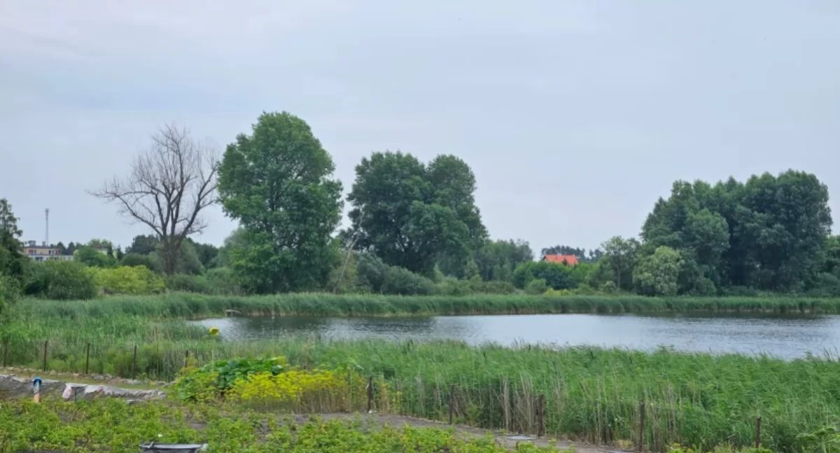 Drzewo na zdjęciu po lewej pokazuje, jakiego spustoszenia potrafią dokonać kormorany fot. Magdalena Kruszka, archiwum Pałuk