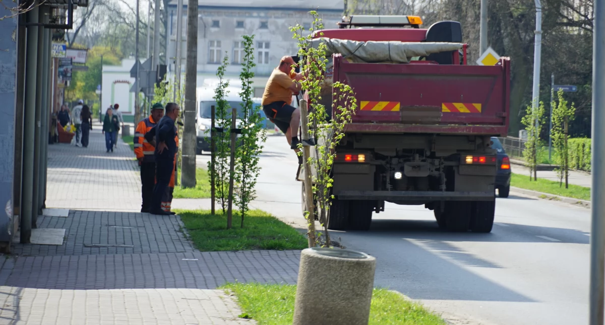 Trwają nasadzenia na ul. Mickiewicza w Żninie fot. Karol Gapiński