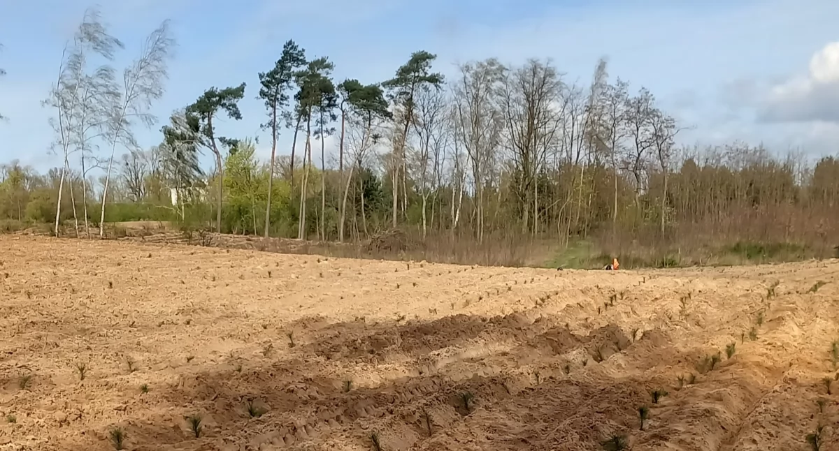 Tu będzie kiedyś las, fot. Dorota Kapłońska