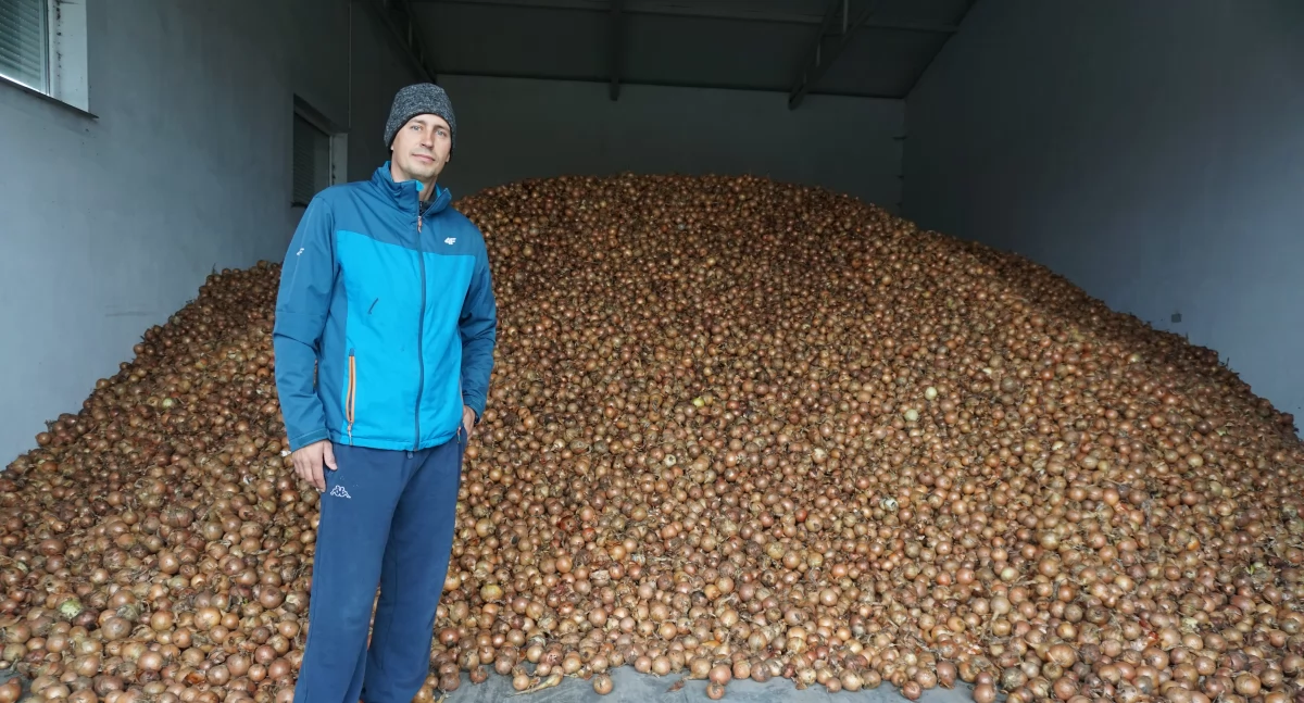 W sklepie cebula kosztuje około 4 zł za kilogram. W Ośnie - 80 groszy. fot. Justyna Kulpińska