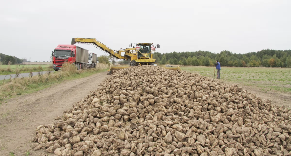 Ładowanie buraków na samochód w gminie Janowiec, fot. z archiwum Pałuk