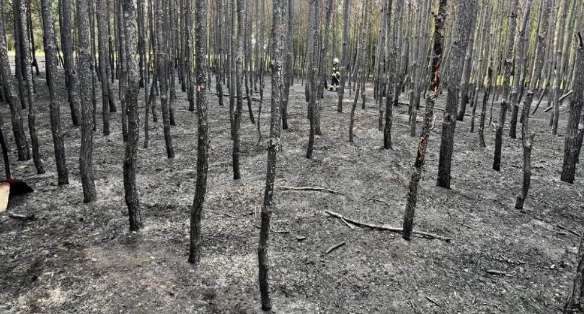Pożar lasu w Sarbinowie fot. OSP Cerekwica