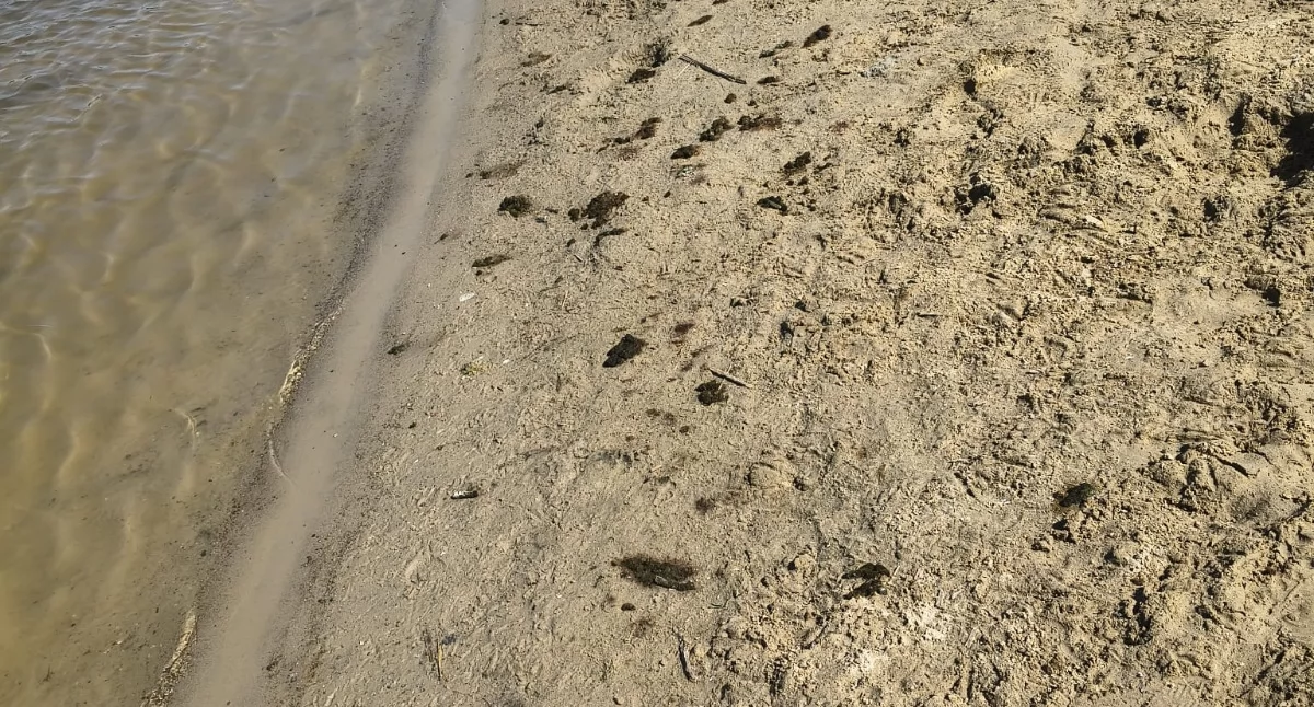 Życie miast i wsi • , Gęsi mają wszystko nosie lipca czystość żnińskiej plaży poprawić - zdjęcie, fotografia