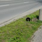 zdjęcie nr 11
