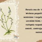 Fotka nr 3 z 7