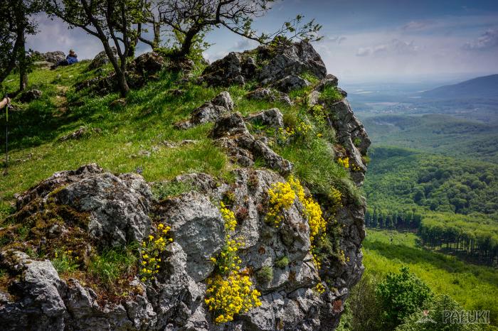Vrchol Černé Skály s trsy tařice skalní 13.května 2017, 11.51, foto Dominik Księski