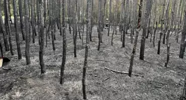 Strażacy ugasili młodnik i uratowali 30 pszczelich domków w Sarbinowie