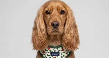 Szelki czy obroża dla psa - co jest bezpieczniejsze dla kręgosłupa i tchawicy? Radzi dogs.pl