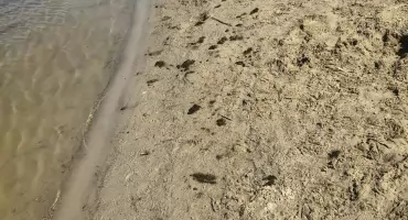 Gęsi mają wszystko w nosie - po 1 lipca czystość na żnińskiej plaży ma się poprawić 