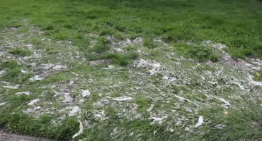 Wybiły ścieki na prawym brzegu Gąsawki. Kanalizacja deszczowa z ul. Kościuszki przez ul. Spokojną nie wyrabia przy ulewach
